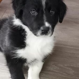 Meet your Posher, Joshua